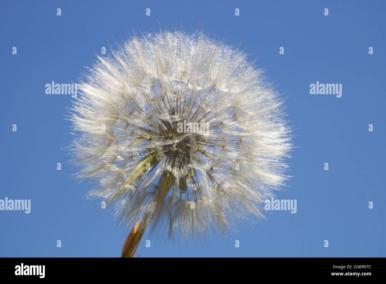 Immense tête de pissenlit douce dans la nature Banque D'Images
