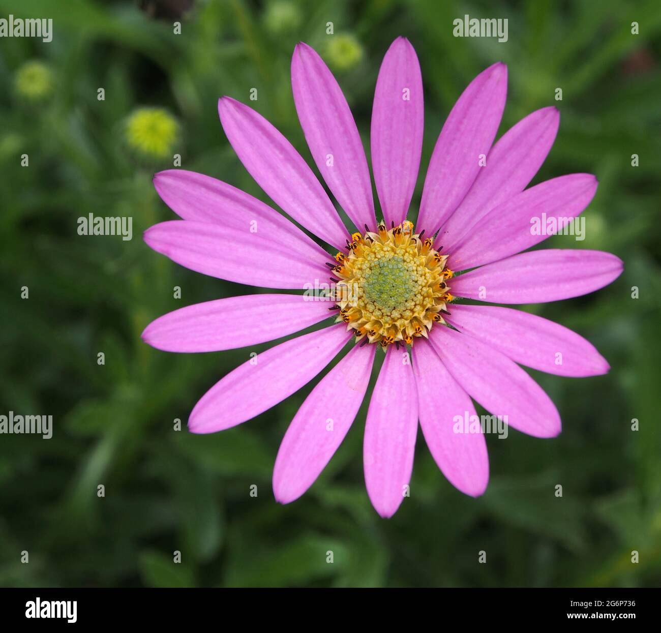Gros plan d'une seule Osteospermum fleurit dans un jardin anglais en juillet. Banque D'Images