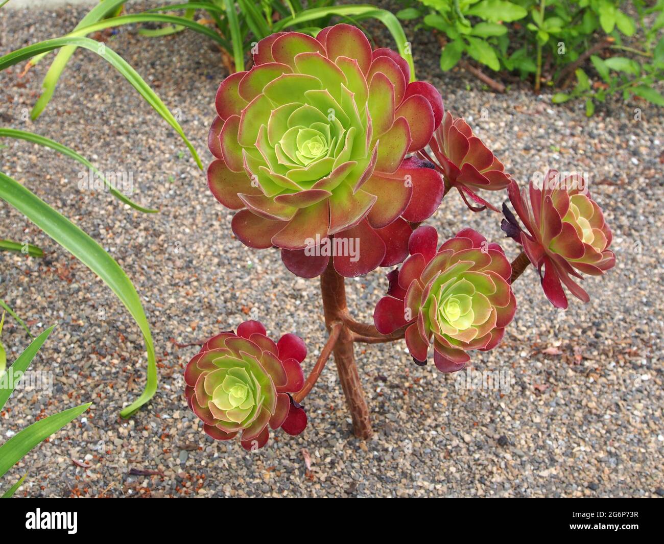 Aeonium vert et rouge Banque de photographies et d'images à haute  résolution - Alamy