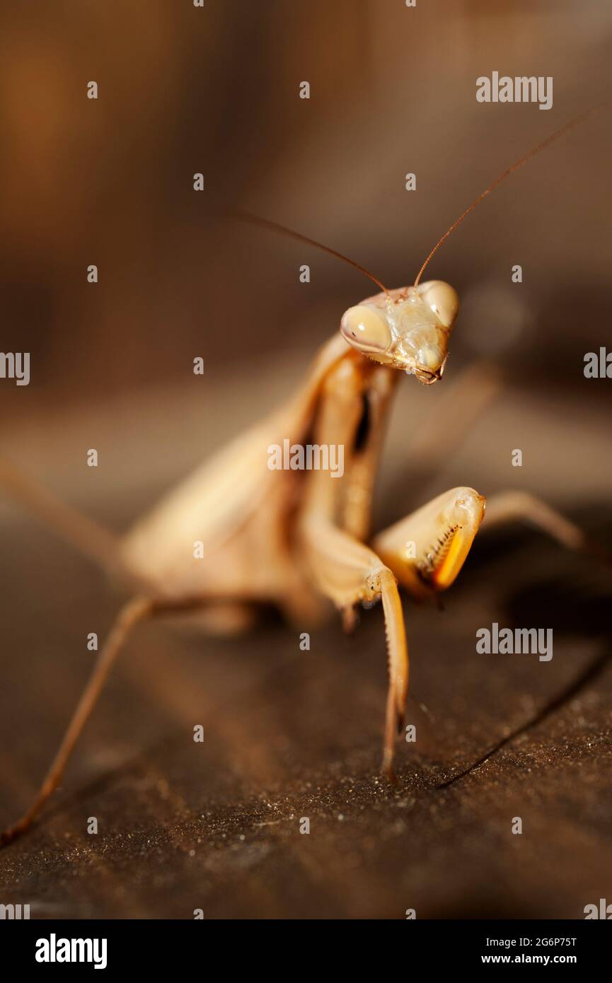 Mantis de prière brune (Mantis religiosa) à l'extérieur Banque D'Images