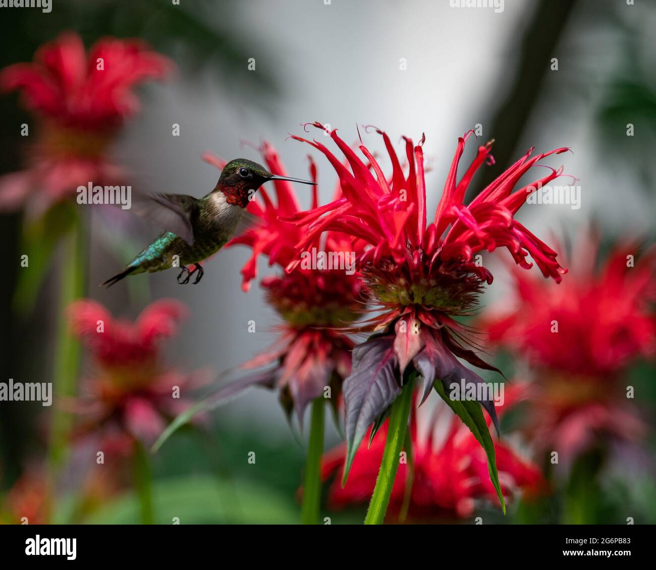 Un colibri à gorge rubis, archilochus colubris, se nourrissant à Monarda ou abeille fleurs de baume dans un jardin dans le spéculateur, NY USA au début de l'été. Banque D'Images