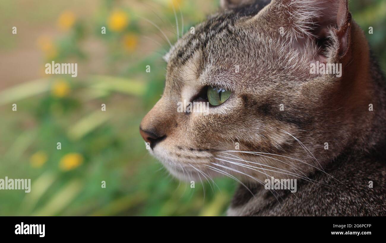 Gros plan sur le visage de chat gris avec un arrière-plan flou Banque D'Images