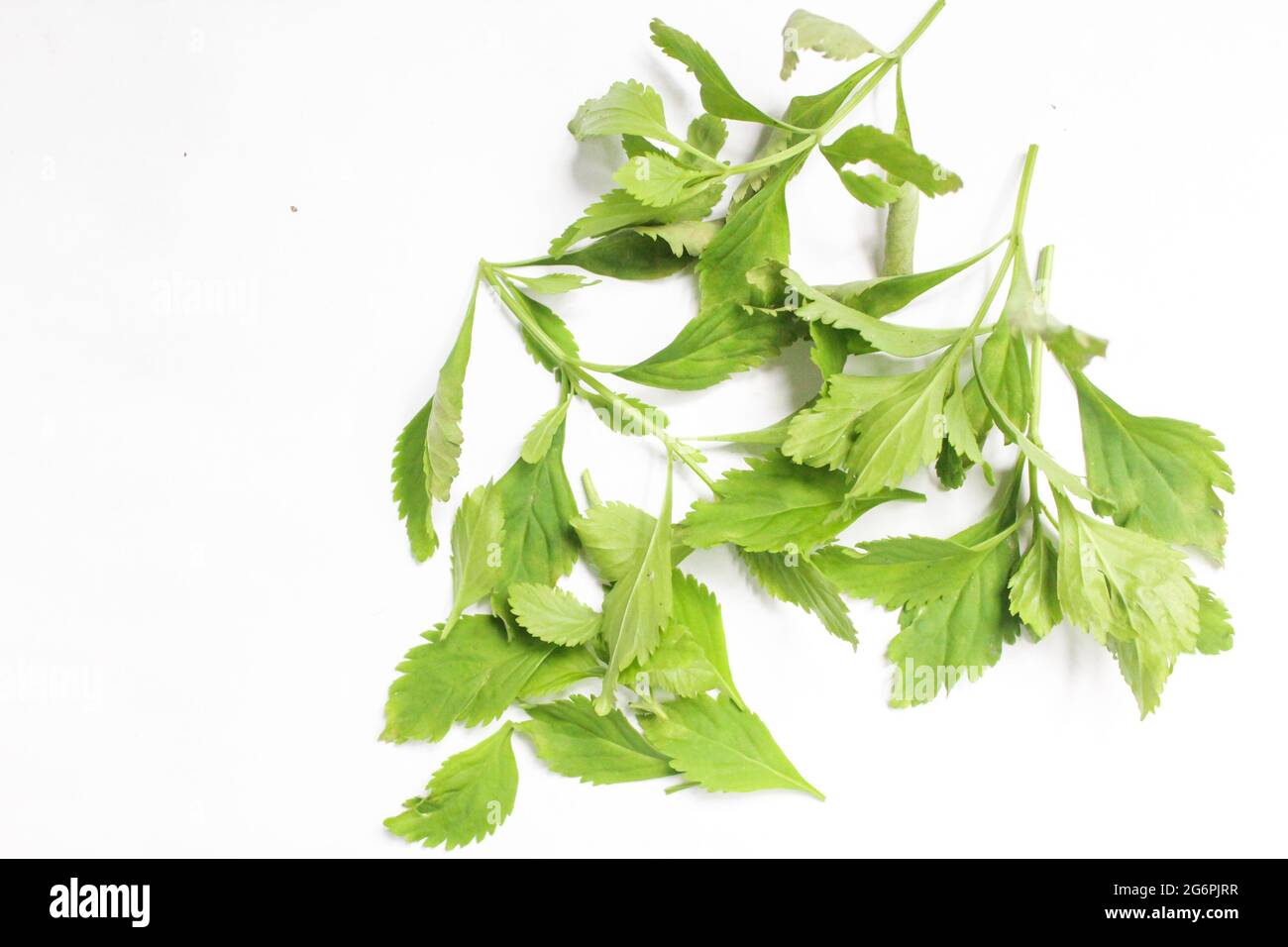 Scoparia dulcis feuilles de plantes isolées sur la surface blanche, ingrédients à base de plantes. Vue de dessus Banque D'Images