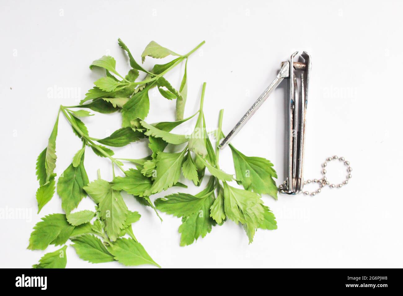 Scoparia dulcis feuilles de plantes isolées sur la surface blanche, ingrédients à base de plantes. Vue de dessus Banque D'Images