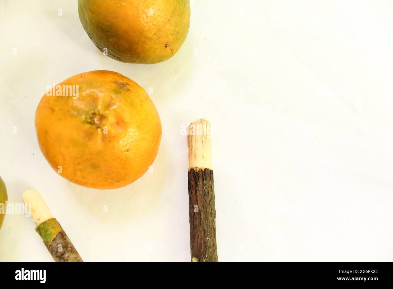 Miswak bâton avec l'orange sur la surface blanche, miswak pour de meilleures dents et les musulmans Banque D'Images