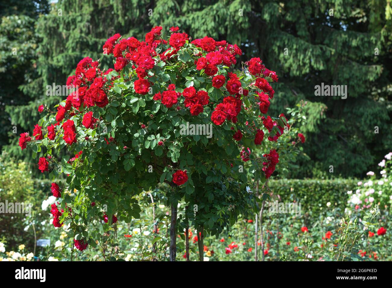La rose standard 'Game of the Senses' est de couleur sphérique rouge-bordeaux. Avec bourgeons de 4 à 5 cm de diamètre. Banque D'Images