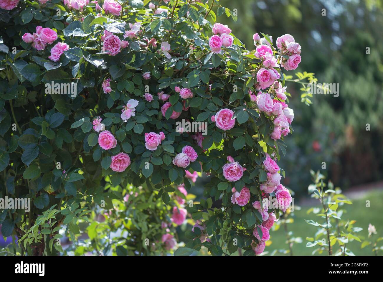 La rose du patrimoine est l'une des roses anglaises les plus belles et les plus populaires. Les fleurs sont parfaitement coupées et de taille moyenne. Banque D'Images
