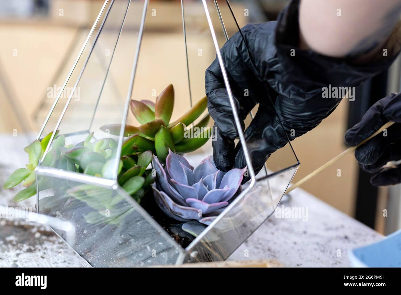L'arrangement de fleuriste femelle suce les plantes naturelles en florarium de verre sur des pierres décor de près Banque D'Images