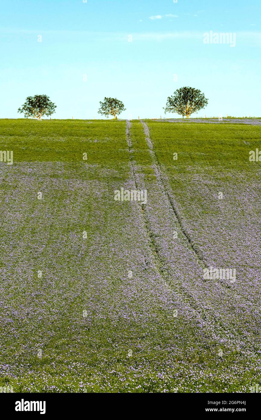 Champ de lin (Linum usitatissimum) en fleur dans la plaine du Limagne, département du Puy de Dome, Auvergne-Rhône-Alpes, France Banque D'Images