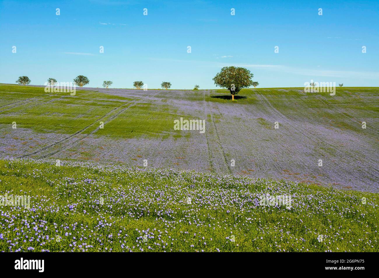 Champ de lin (Linum usitatissimum) en fleur dans la plaine du Limagne, département du Puy de Dome, Auvergne-Rhône-Alpes, France Banque D'Images