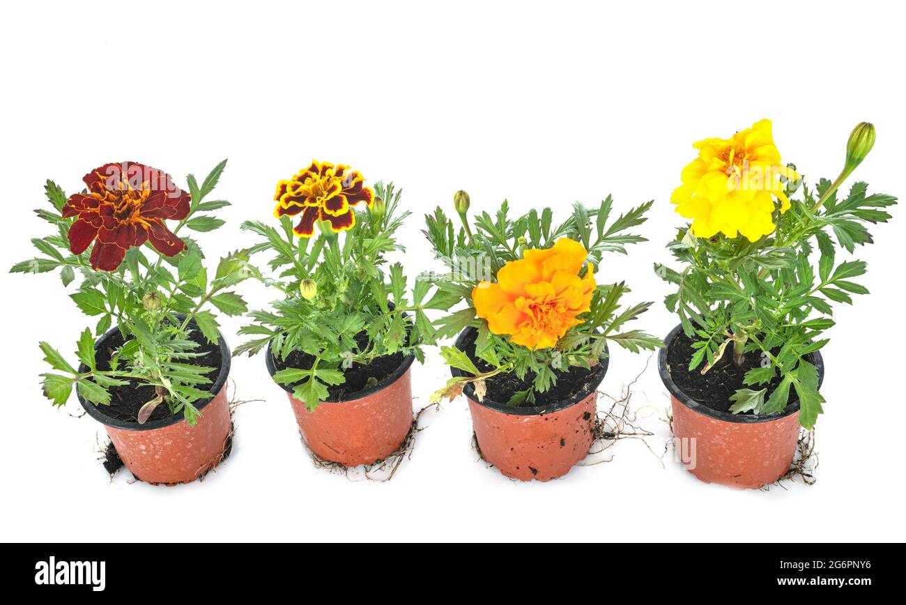 Tagetes patulas devant un fond blanc Banque D'Images