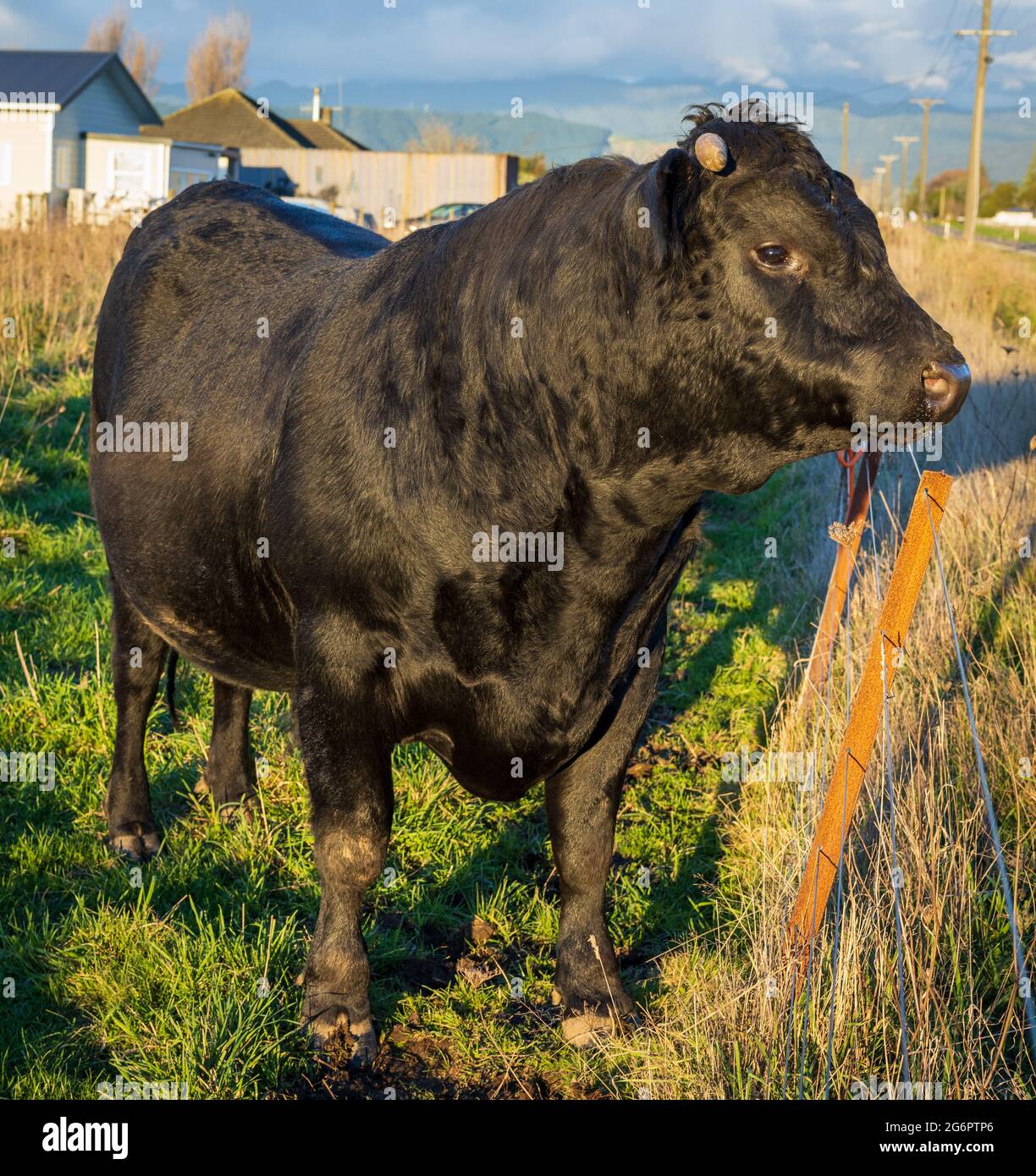 Un gros animal de compagnie noir angus New Zealand taureau qui regarde sur une clôture. Banque D'Images