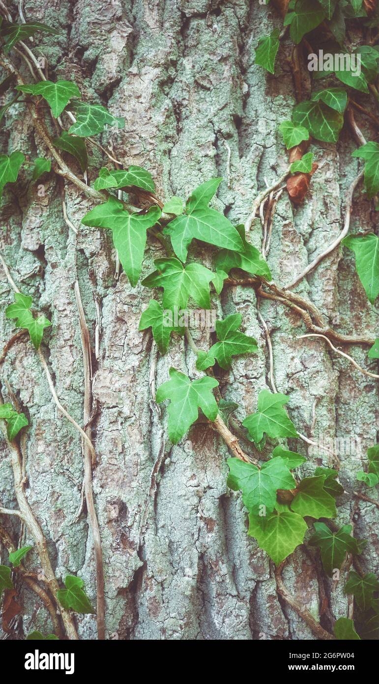 Gros plan de lierre sur un arbre, fond de nature coloré, mise au point sélective. Banque D'Images