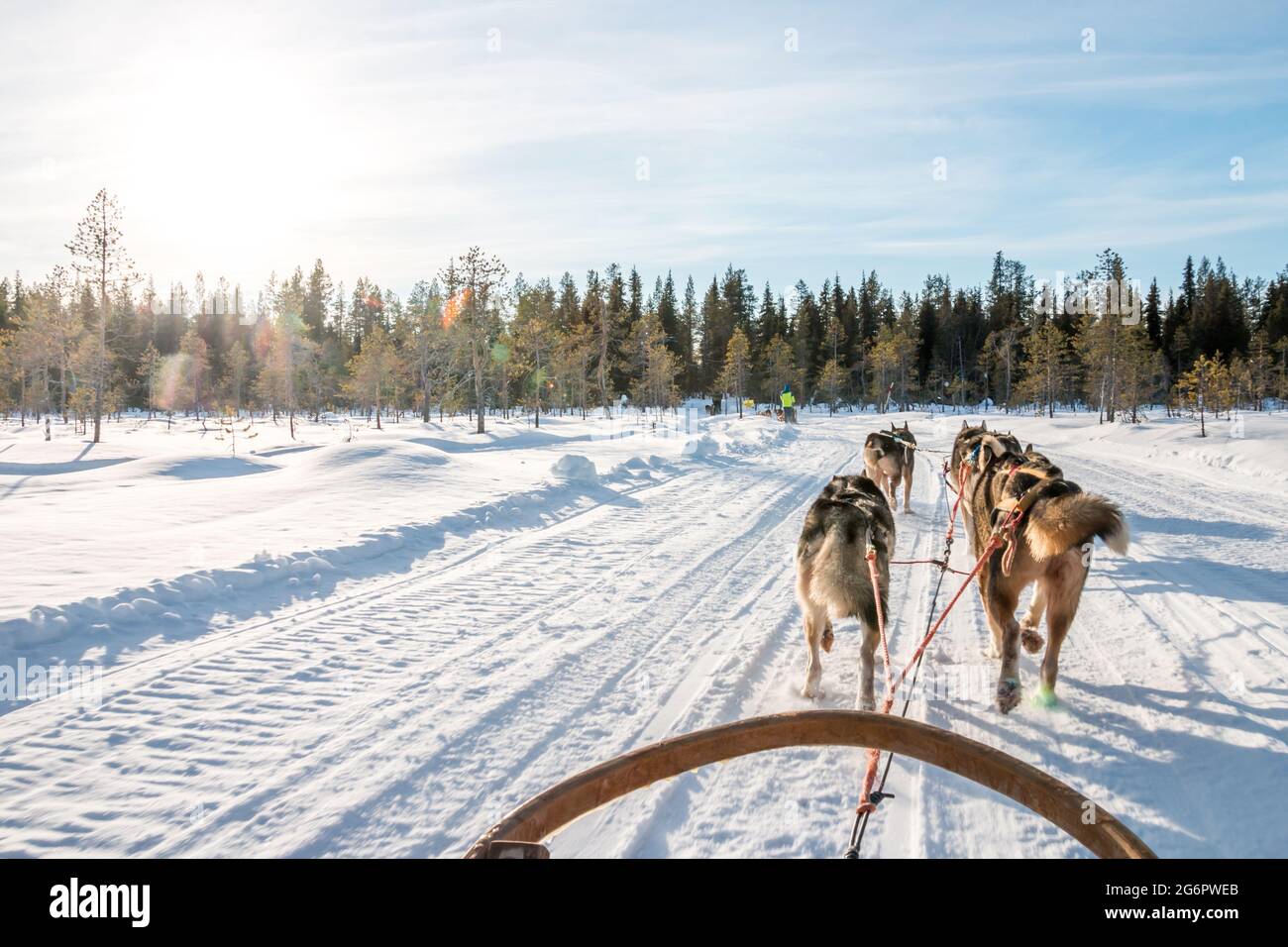 Le chien de traîneau Husky traverse la forêt finlandaise Banque D'Images