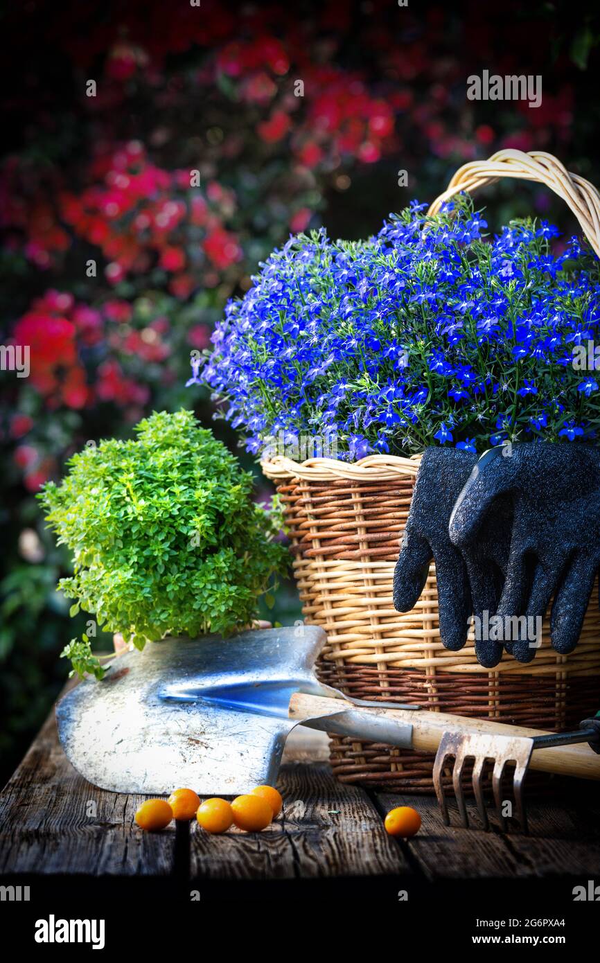Travail de jardin avec des outils et des fleurs dans un panier Banque D'Images