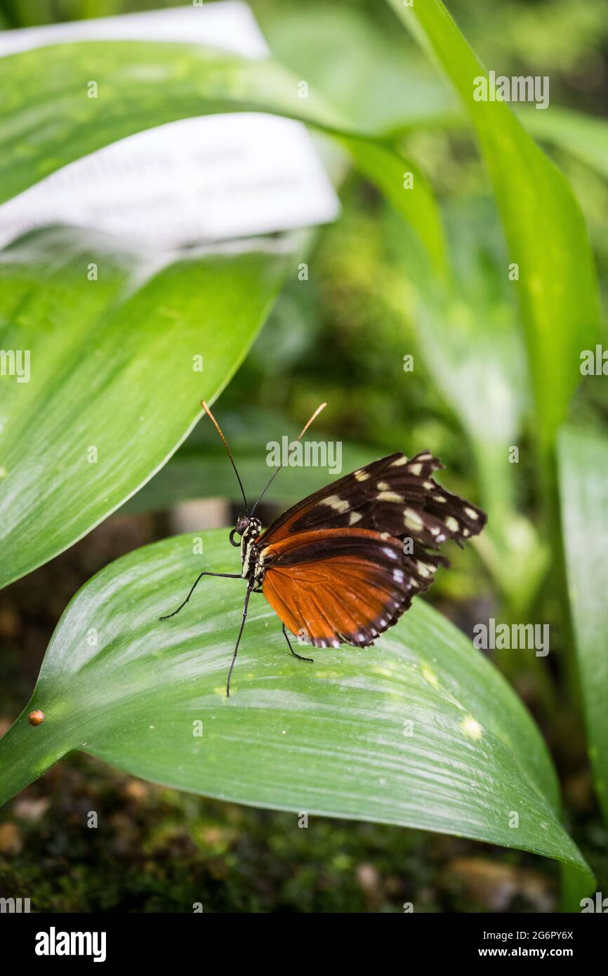 Gros plan de la palangre d'or (Heliconius Hecale) papillon assis sur une feuille. Banque D'Images