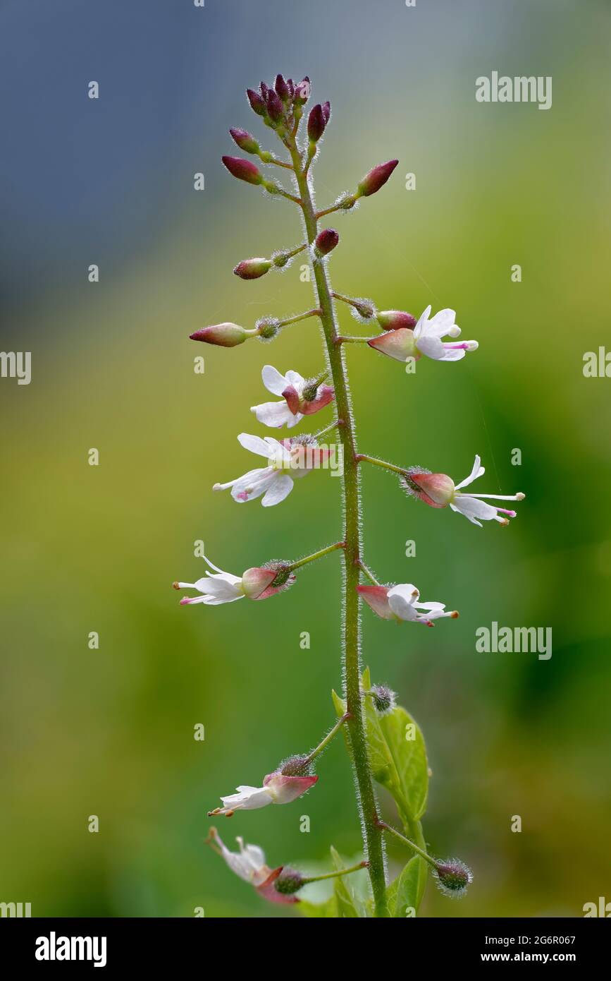 Ombre nocturne d'enchanteur - Circaea lutetiana, tige de fleur avec feuilles et bourgeons Banque D'Images