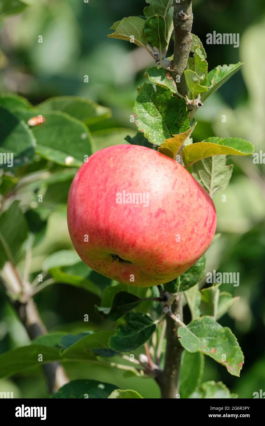 Apple « Lane's King Albert ». Malus domestica 'Perkins A1'. Malus domestica 'Lane's Prince Albert'. Arbre fruitier Banque D'Images