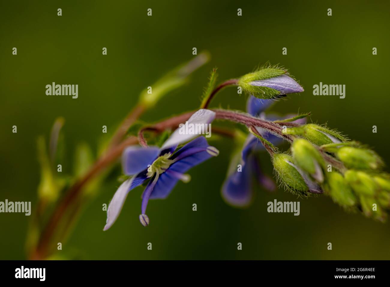 Veronica agrestis fleurs dans le jardin, macro Banque D'Images