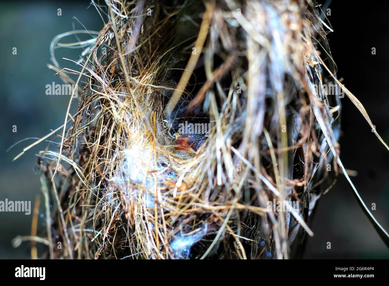 Les oiseaux de tanger rouges nichent sur l'arbre dans la forêt avec un nouveau-né. Banque D'Images