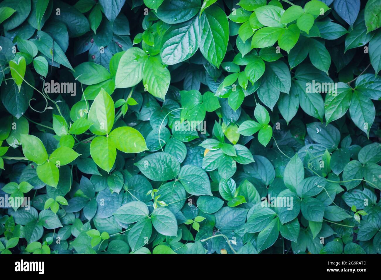 Fond vert avec motif de feuilles, fond naturel pour le papier peint. Banque D'Images