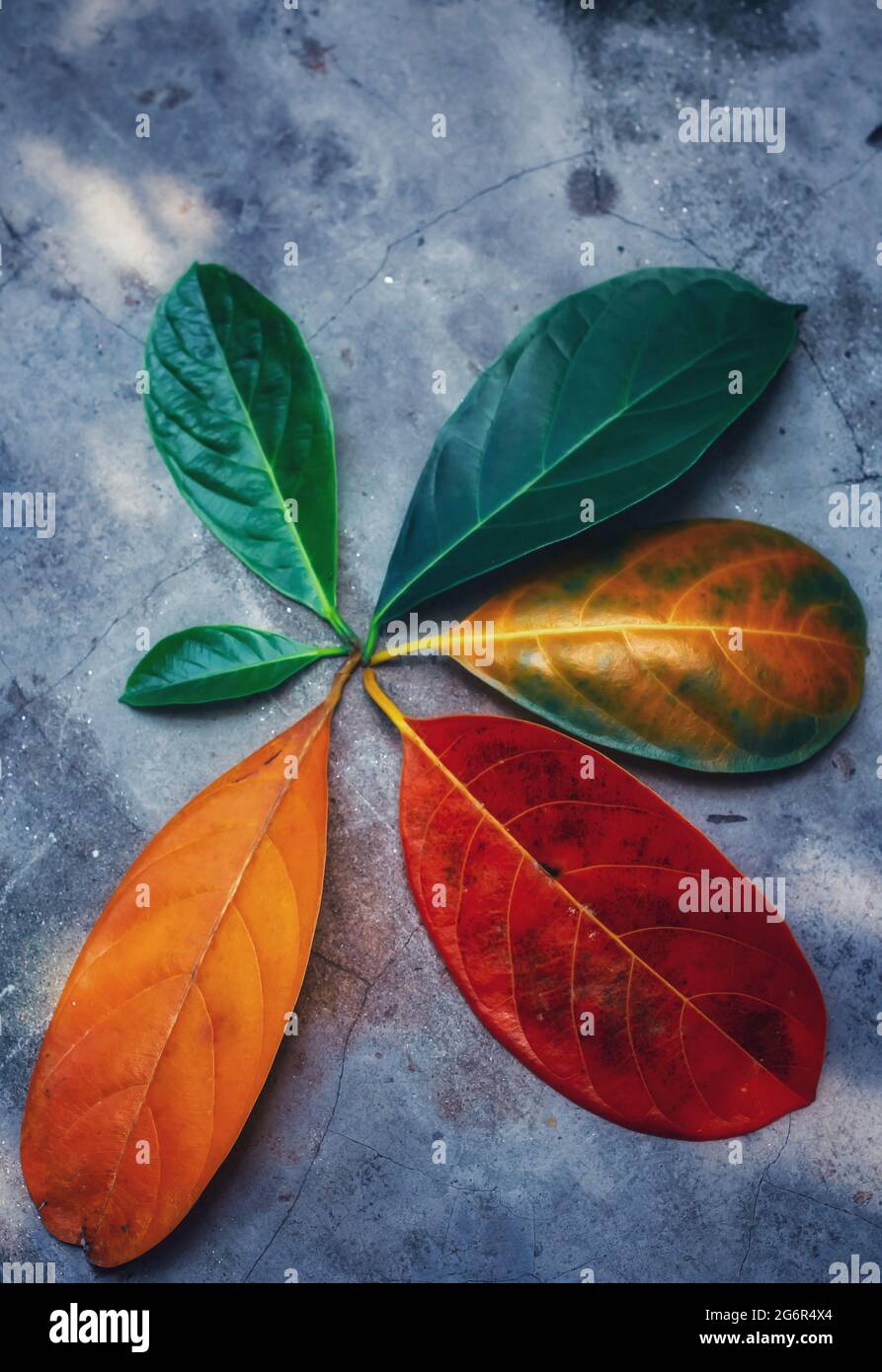 Gros plan feuilles de couleur et d'âge différents des feuilles de l'arbre de Jackfruit. Ligne de feuilles colorées en automne. Concept d'environnement modifié. Banque D'Images