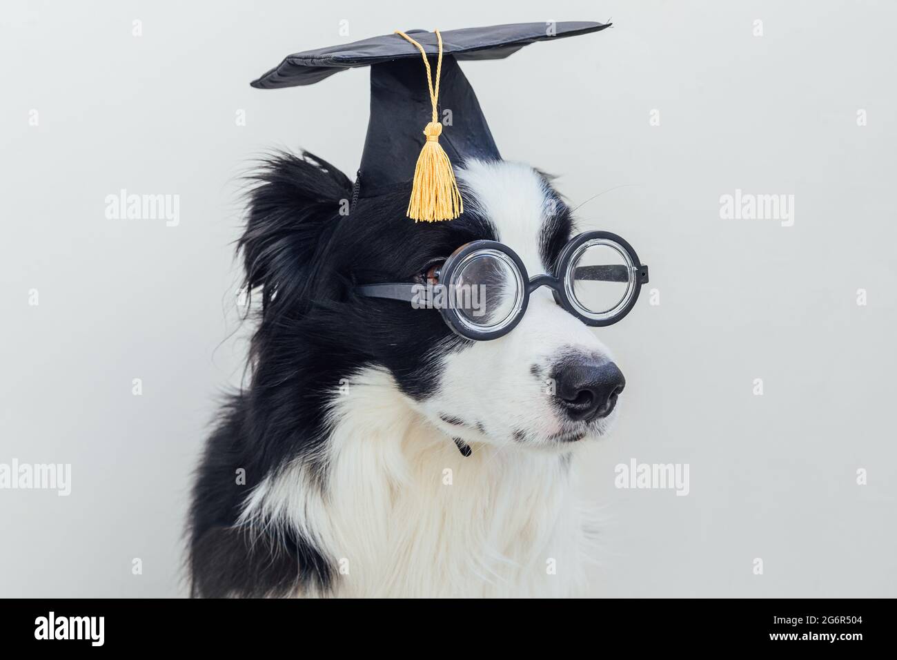 Bordure de chien de chiot drôle collie avec capuchon de graduation lunettes isolées sur fond blanc. Chien regardant dans des verres chapeau de grad comme professeur d'étudiant. Retour Banque D'Images