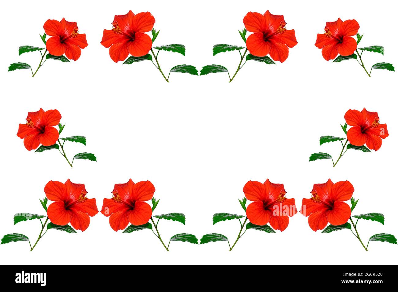 motif naturel fleurs d'hibiscus sur fond blanc Banque D'Images
