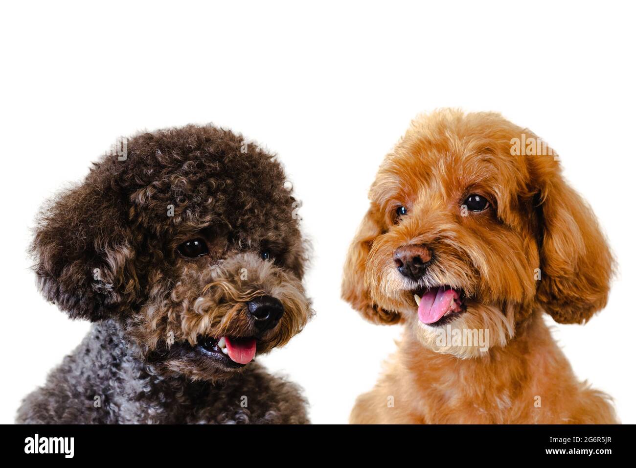 Photo portrait d'adorables souriants bruns et noirs jouet chiens d'aigette sur fond blanc. Banque D'Images