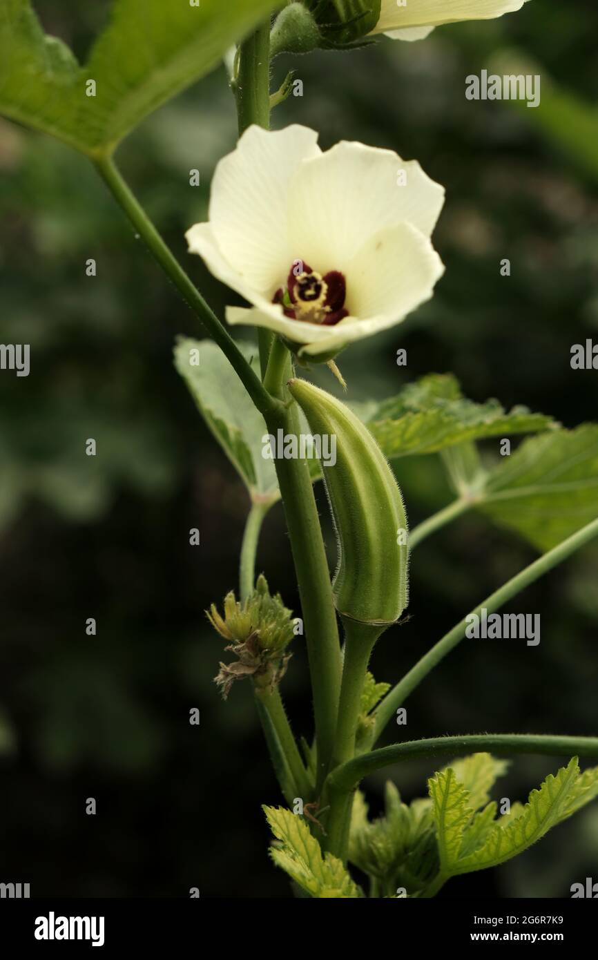 Lady Fingers ou Okra légume sur plante dans la ferme en Inde. Banque D'Images