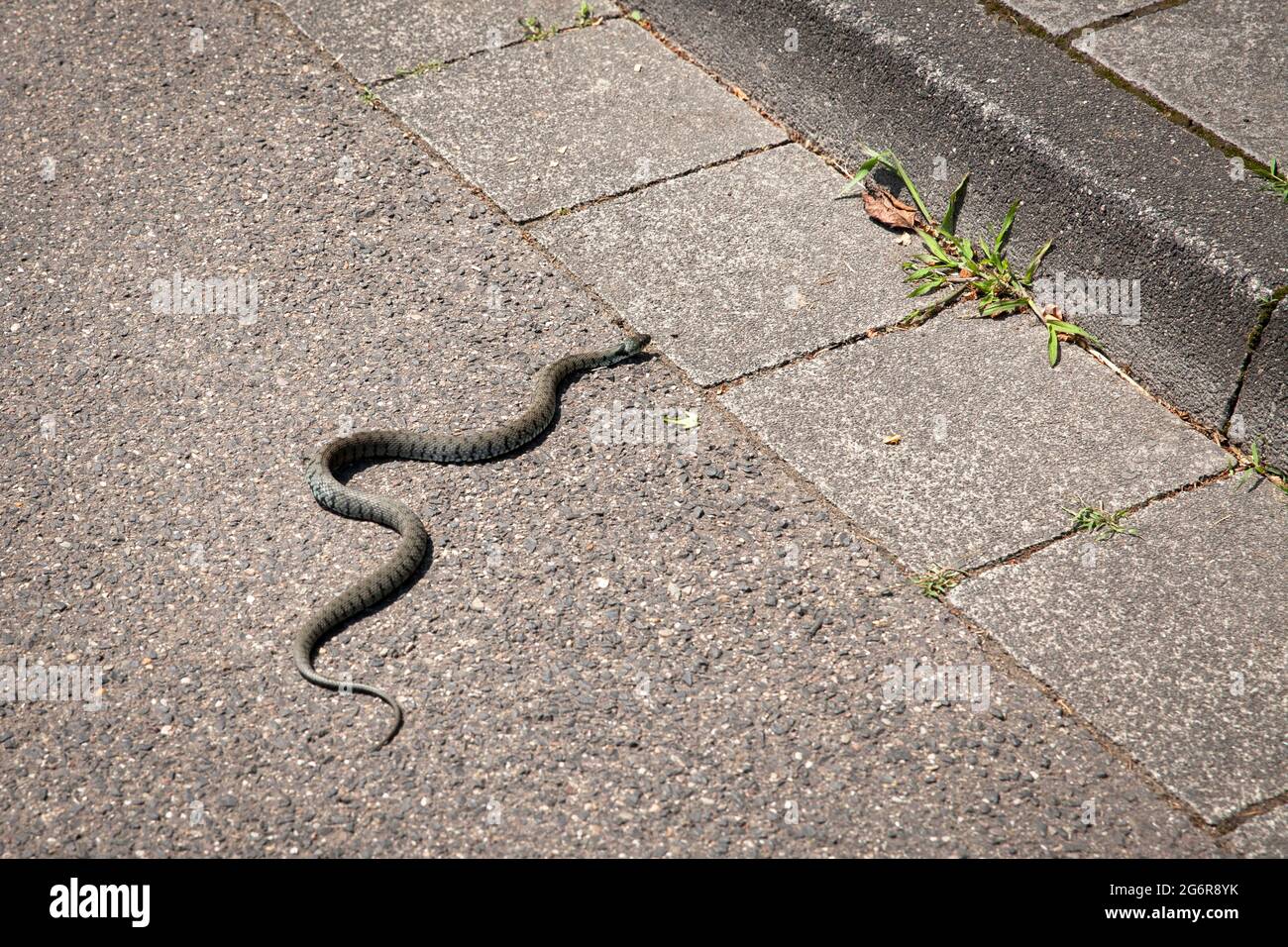 Serpent à herbe barré (Natrix helvetica) traversant une route, Troisdorf, Rhénanie-du-Nord-Westphalie, Allemagne. Barrenringelnatter (Natrix natrix helvetica) beim Banque D'Images