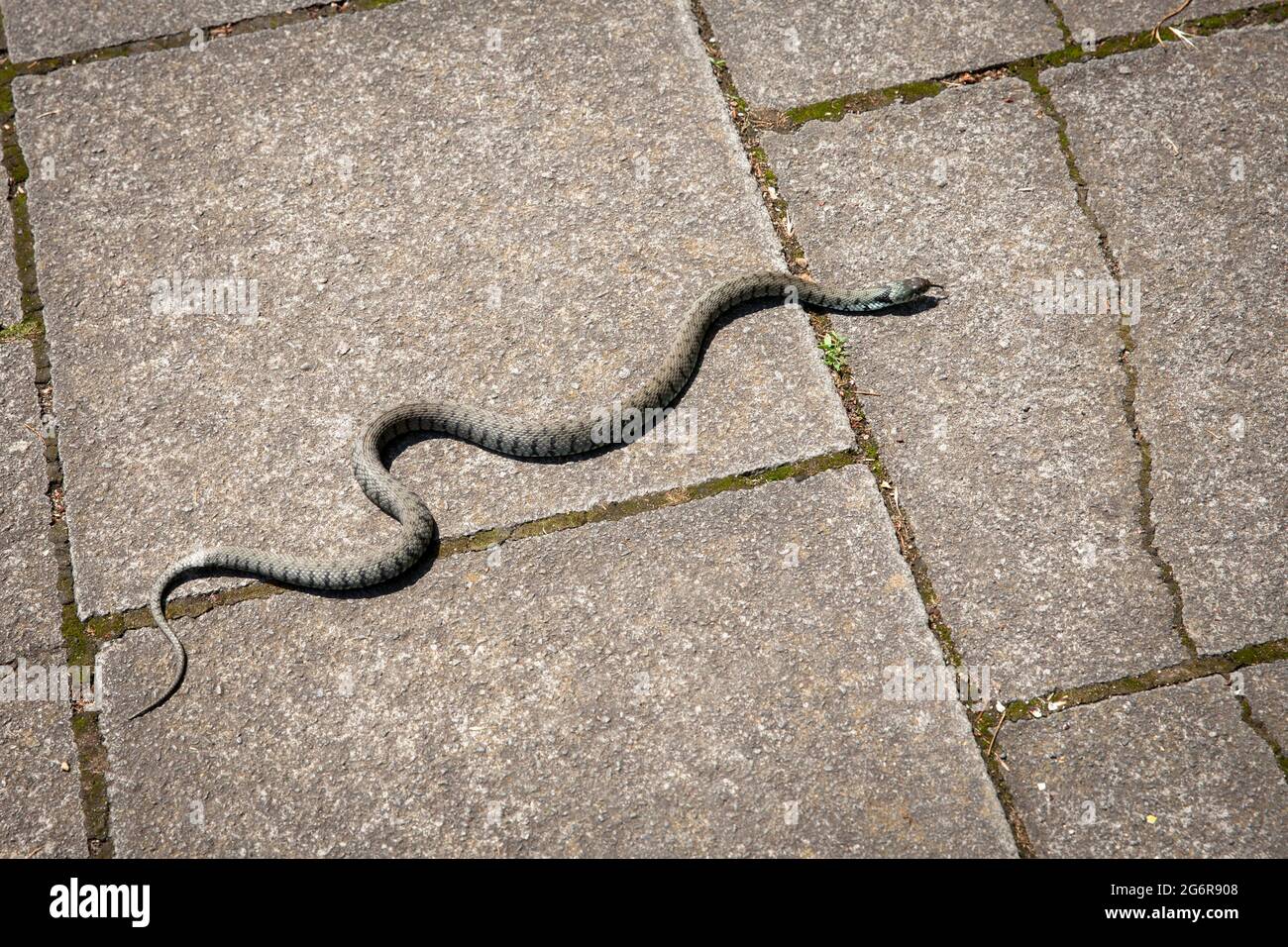 Serpent à herbe barré (Natrix helvetica) traversant un trottoir plaqué, Troisdorf, Rhénanie-du-Nord-Westphalie, Allemagne. Barrenringelnatter (Natrix natrix helve Banque D'Images