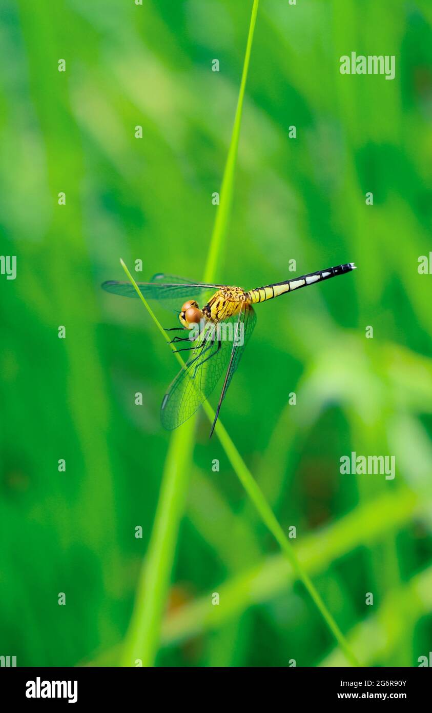 Belle scène nature libellule. Libellule dans l'habitat de la nature en utilisant comme fond d'écran ou papier peint.le concept pour écrire un article. Libellule. Banque D'Images