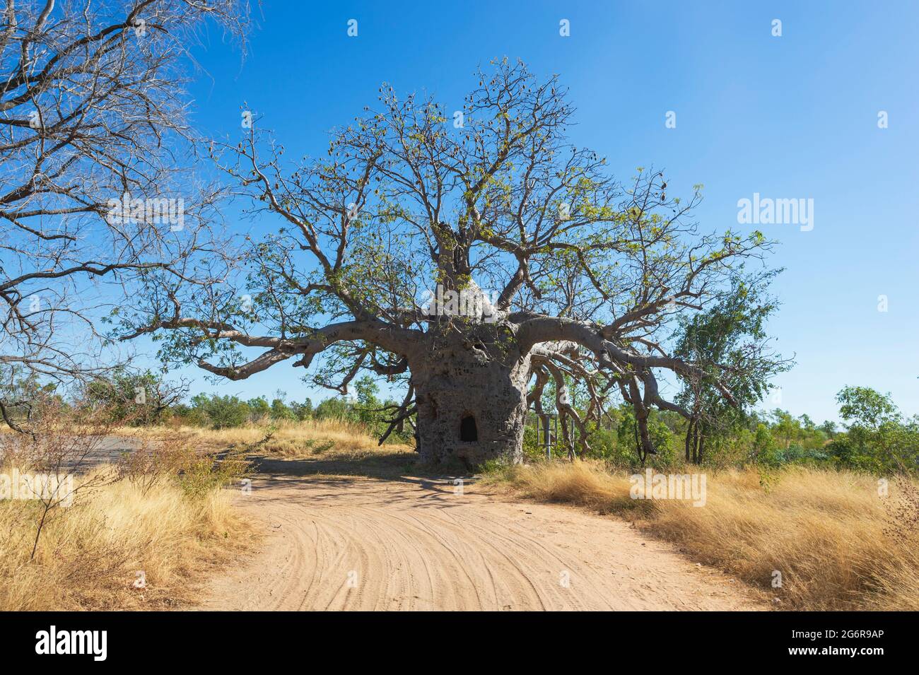 Le prison Boab Tree est une attraction touristique près de Wyndham, région de Kimberley, Australie occidentale, Australie occidentale, Australie Banque D'Images