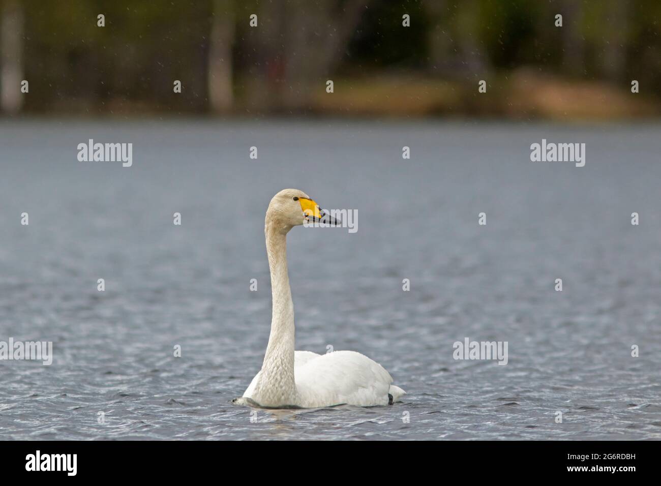 Grand oiseau blanc, cygne whooper, Cygnus cygnus nageant dans le lac pendant la pluie légère dans la nature finlandaise. Le Whooper Swan est l'oiseau national finlandais Banque D'Images