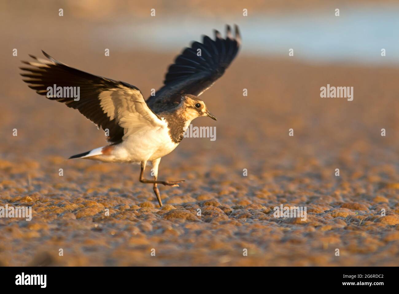 Le laponé du Nord (Vanellus vanellus) débarque sur une grande zone d'algues pour se nourrir Banque D'Images