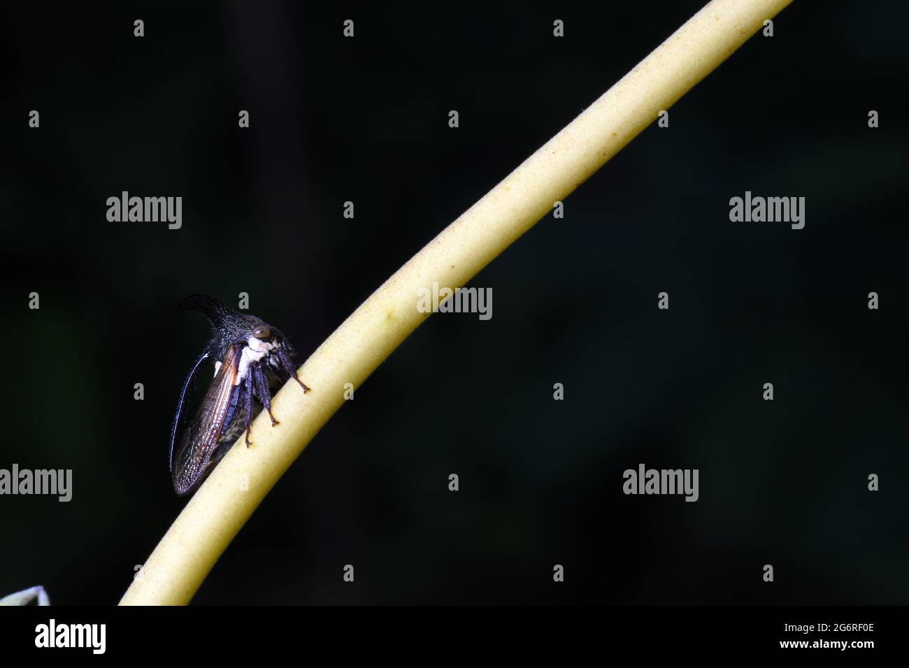 Vue rapprochée des trois trémies à cornes (Leptocentrus sp) Banque D'Images