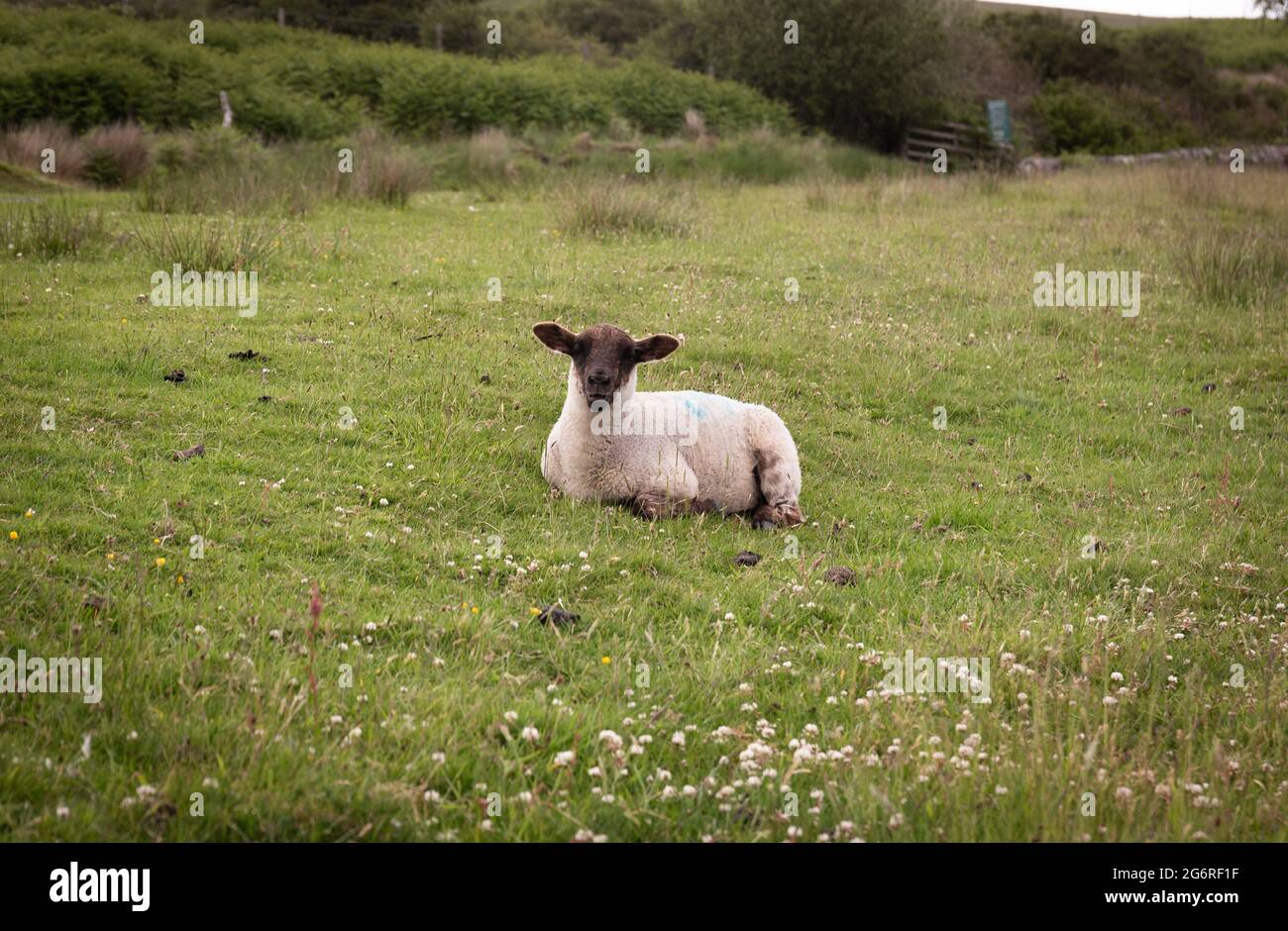 Moutons sur l'île de Gigha Banque D'Images