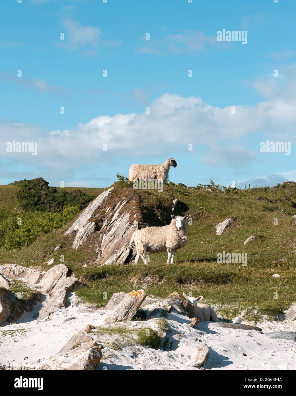 Moutons sur l'île de Gigha Banque D'Images