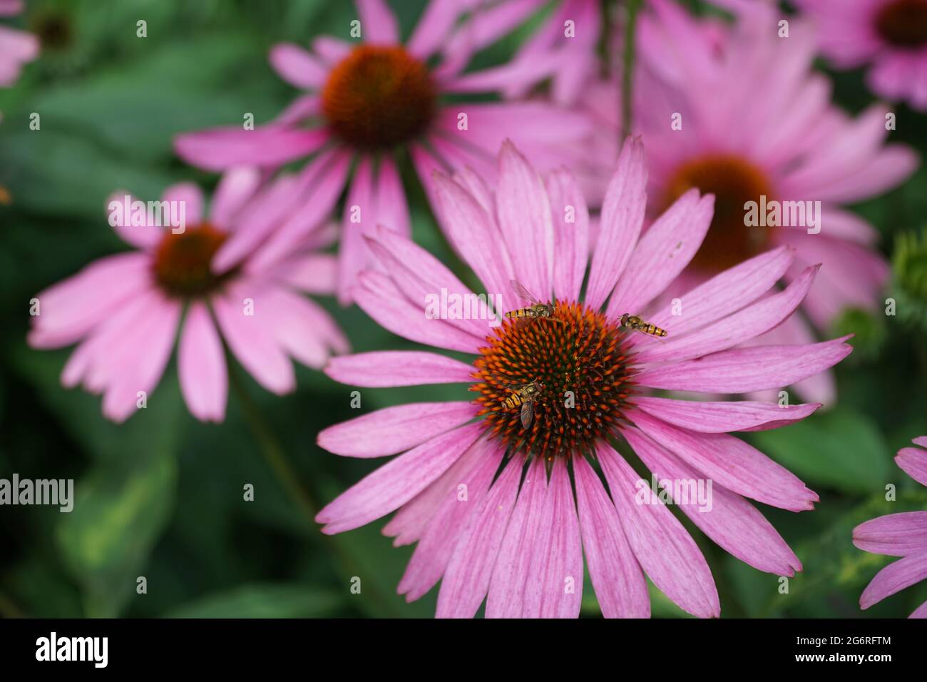 Groupe de fleurs d'échinacée. Echinacea purpurea. Arrière-plan flou. Grandes fleurs de coneflower de pourpre et d'orange. Wasps volants. Mise au point sélective. Banque D'Images