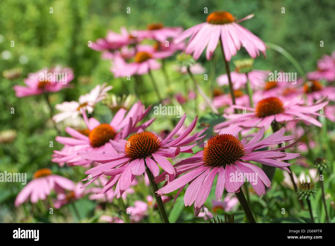Groupe de fleurs d'échinacée. Echinacea purpurea. Arrière-plan flou. Grandes fleurs de coneflower de pourpre et d'orange. Wasps volants. Mise au point sélective. Banque D'Images