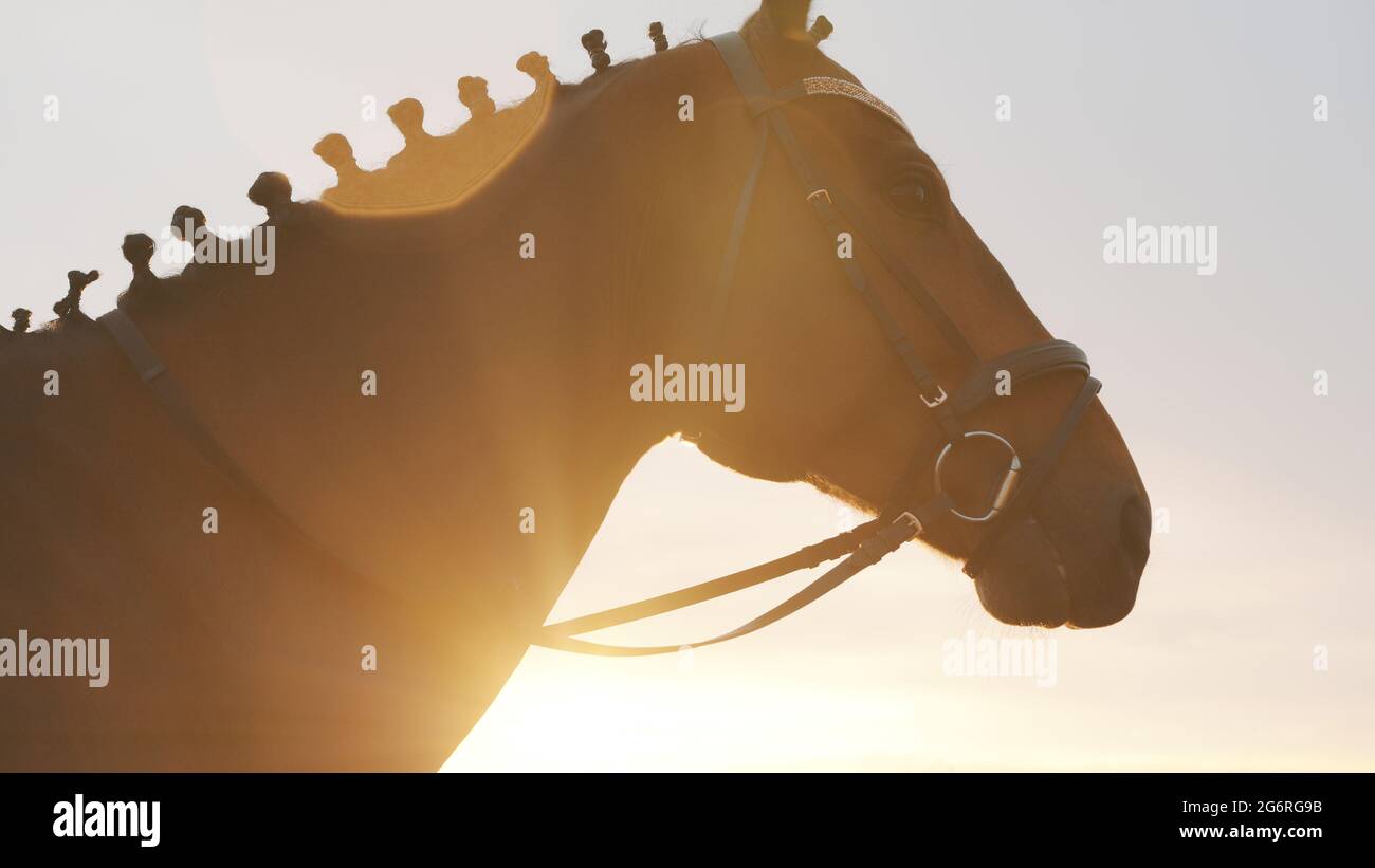 Silhouette d'un cheval de baie sombre avec la manie faite dans une belle tresse. Vue à angle bas d'un étalon contre un ciel blanc clair. Heure d'or. Équitation pour les loisirs. Banque D'Images