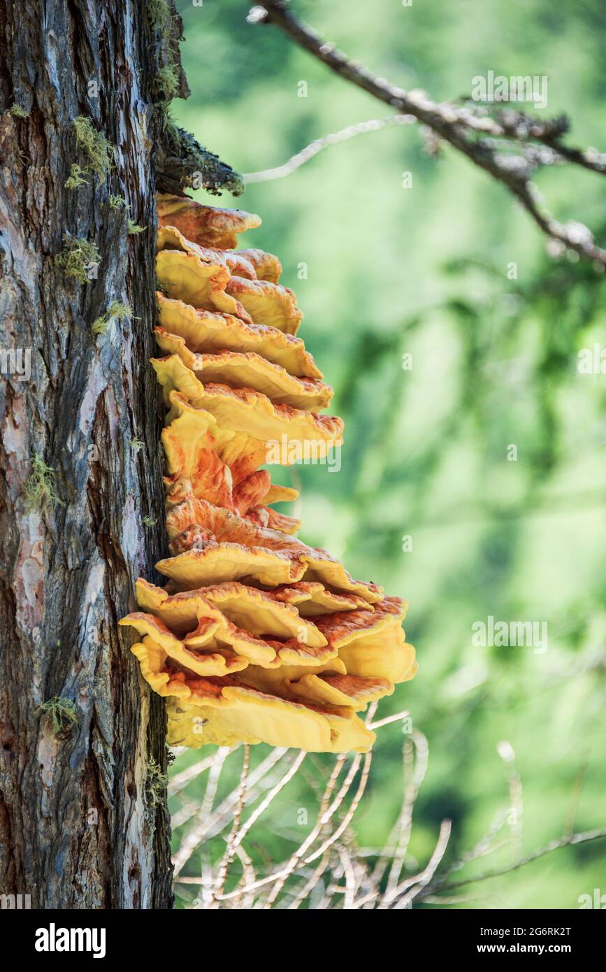 Le champignon orange qui pousse sur un arbre. Le tronc de l'arbre est recouvert de teinture, qui est un parasite. Des couleurs fraîches avec une faible profondeur de champ. Banque D'Images