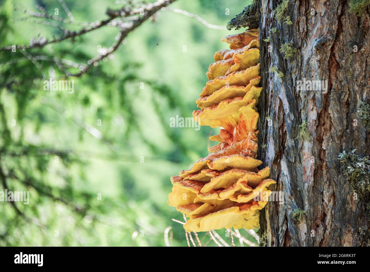 Le champignon orange qui pousse sur un arbre. Le tronc de l'arbre est recouvert de teinture, qui est un parasite. Des couleurs fraîches avec une faible profondeur de champ. Banque D'Images