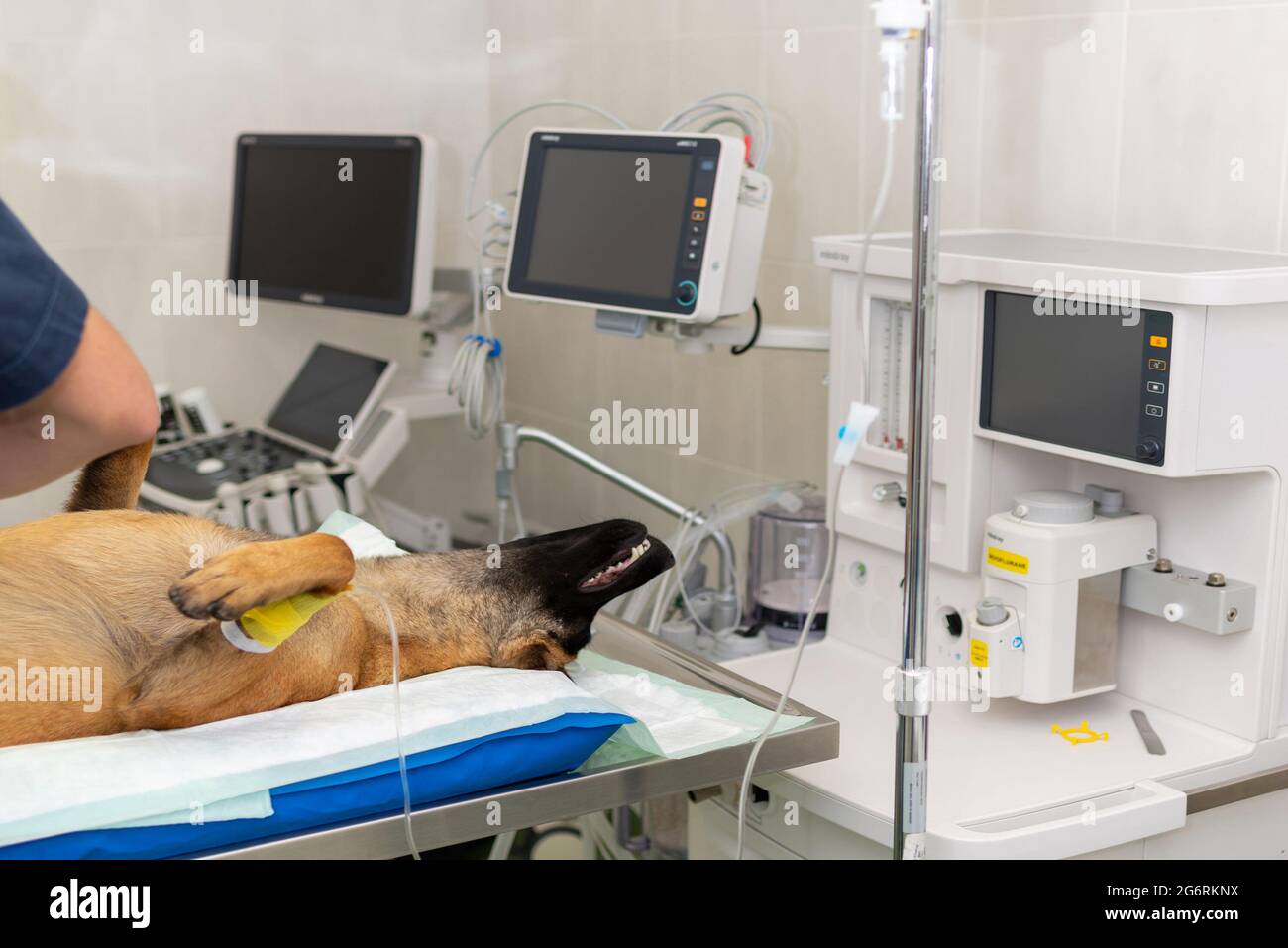 Chien sous anesthésie pendant la chirurgie dans une clinique vétérinaire.le berger allemand est anesthésié. Concept vétérinaire.gros plan. Banque D'Images