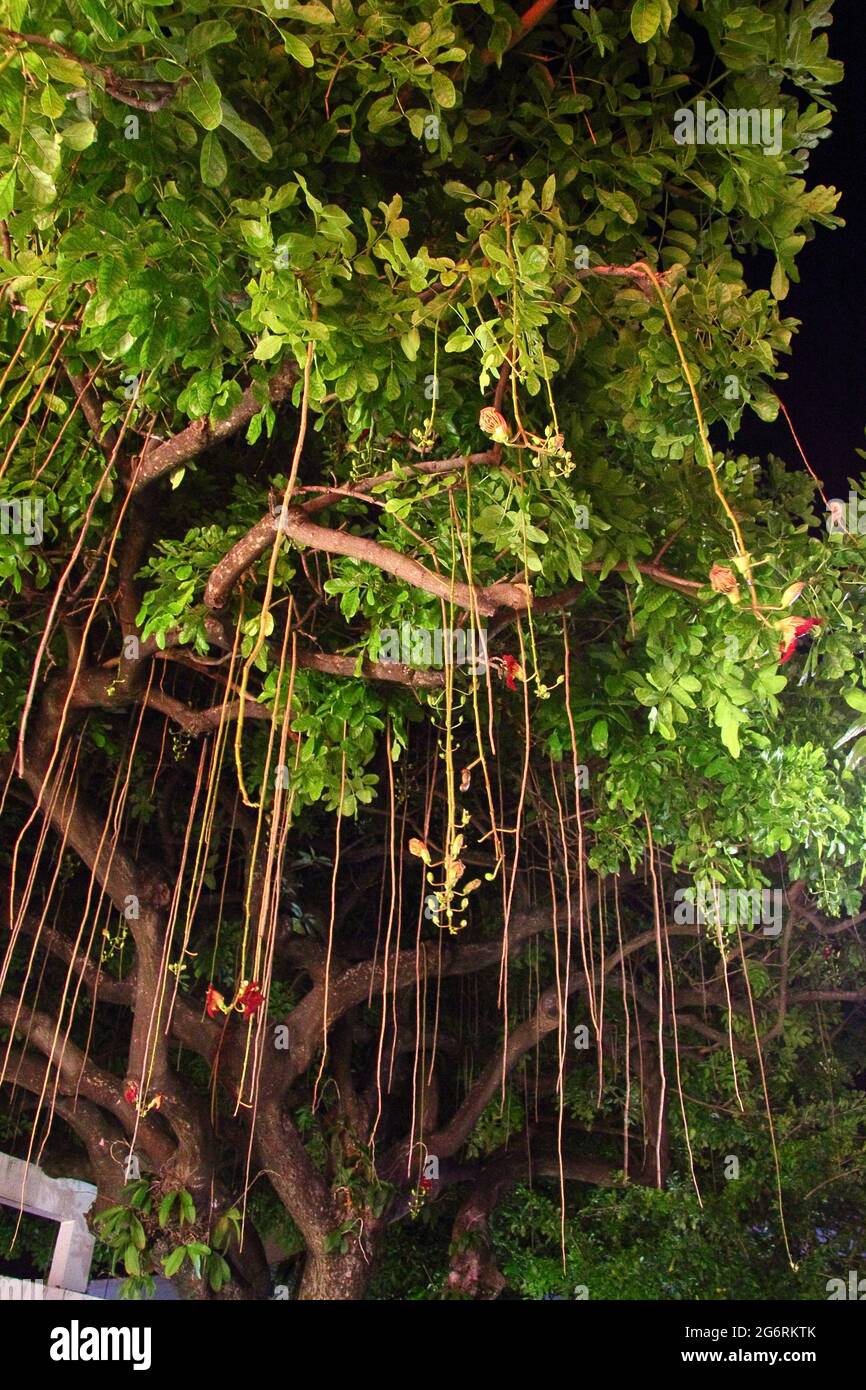 Gros plan de la plante tropicale Banque D'Images