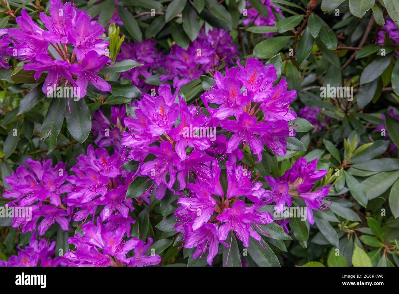 magnifique rhododendrons pourpre la fleur nationale du népal Banque D'Images