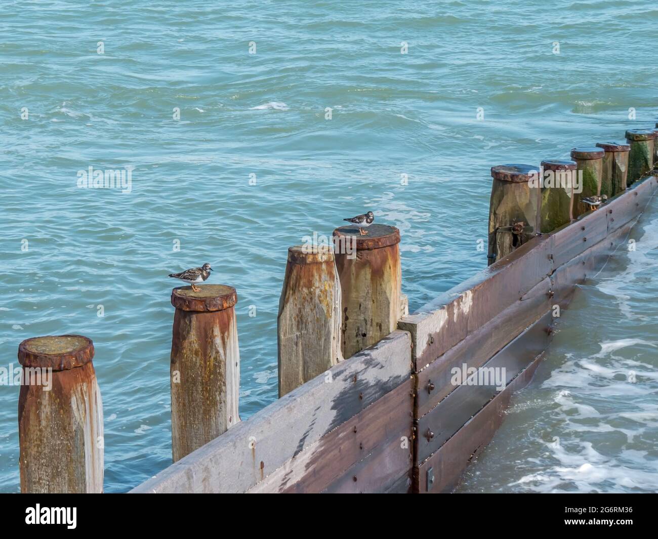 jolis tourniquets perchés sur les groynes de la mer Banque D'Images
