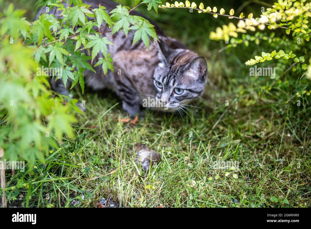 Un chat avec une souris dans l'herbe longue Banque D'Images