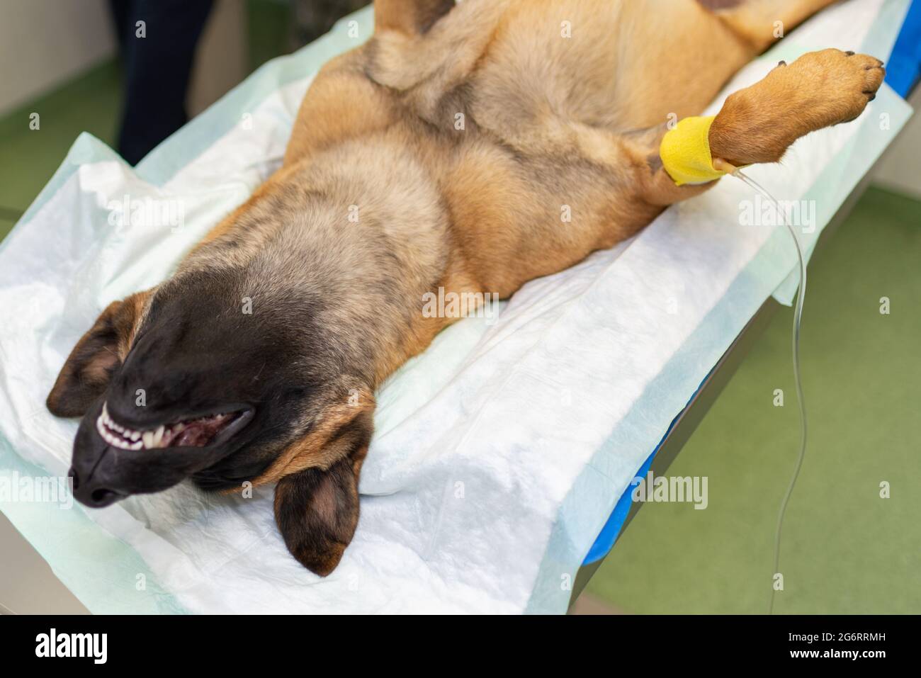 Chien sous anesthésie pendant la chirurgie dans une clinique vétérinaire.le berger allemand est anesthésié. Concept vétérinaire.gros plan. Banque D'Images